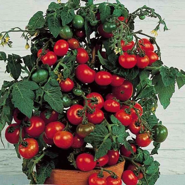 Cherrytomate ‘Minibel’
