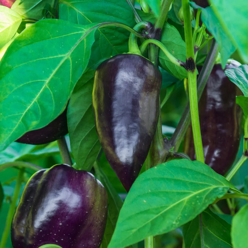 Paprika ‘Bellania’ Pflanzen (x3)