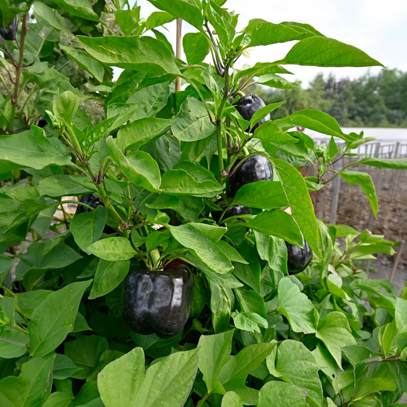 Paprika ‘Bellania’ Pflanzen (x3)