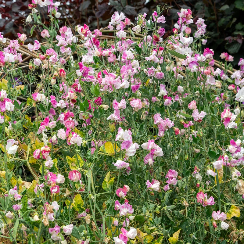 Duftwicke ‘Painted Lady 1937’