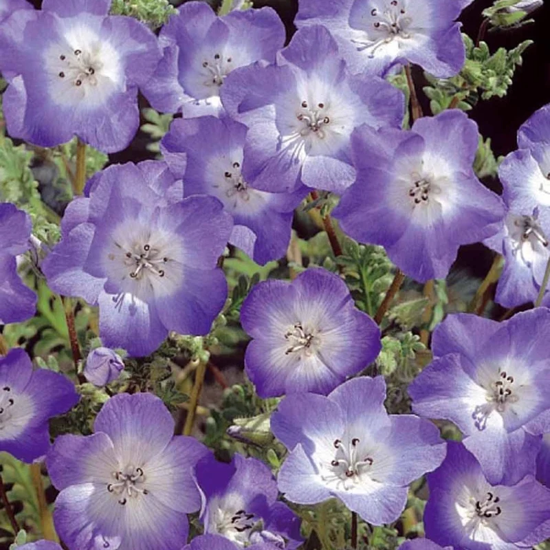 Himmelsauge ‘Prince Gustav’s Eyes’