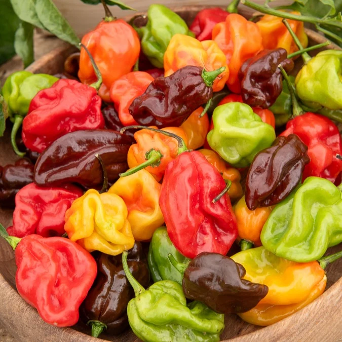Chili ‘Habanero’