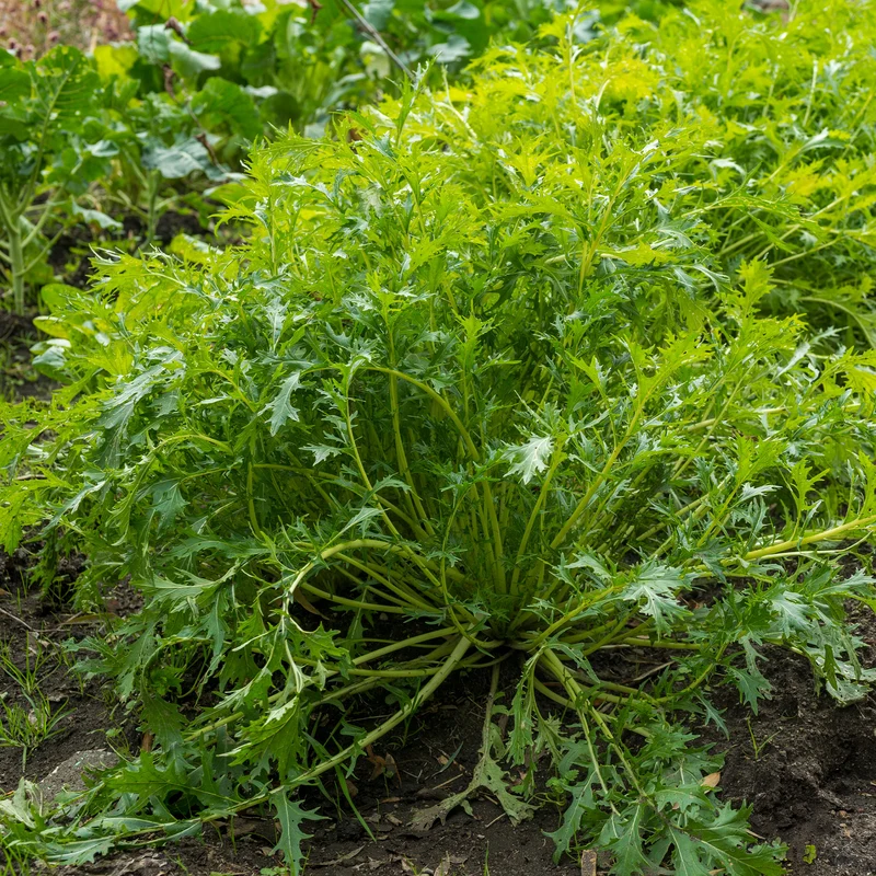 Japanischer Salatkohl Mizuna Bio