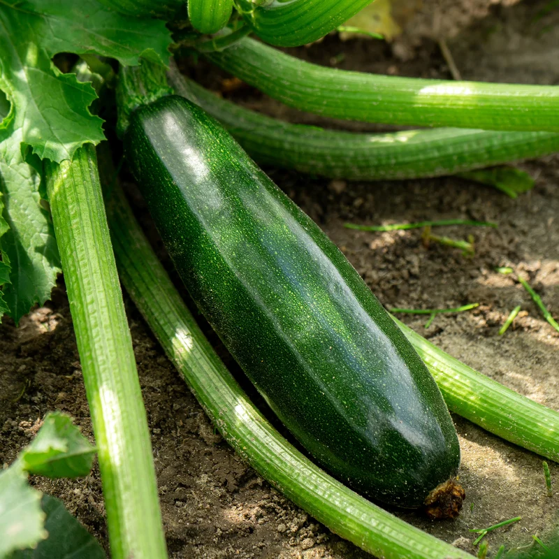 Zucchini Tarmino F1