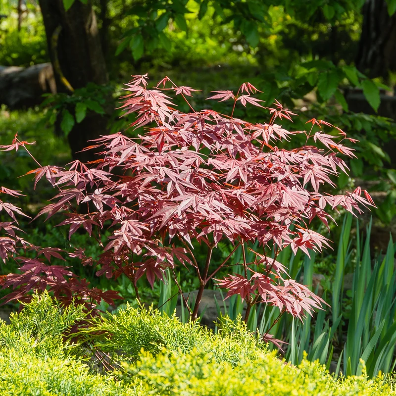 Garten- & Terrassensträucher im Japan-Stil (x3)