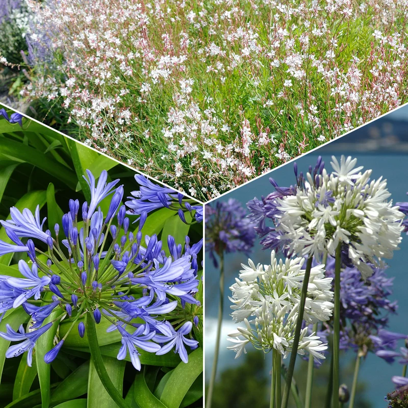 Stauden-Kollektion für Garten & Topf (x7)