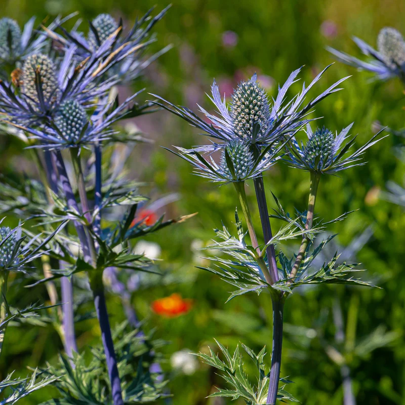 Blaue Stranddistel 'Lapis Blue'