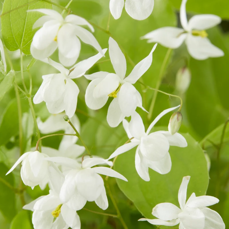 Elfenblume Niveum