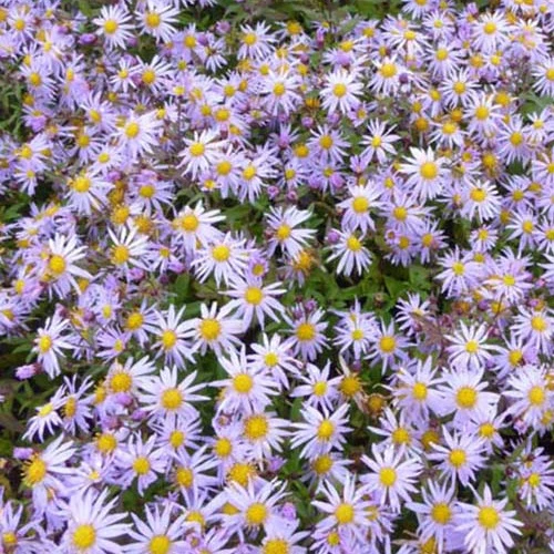 Herbstmargerite Eleven Purple