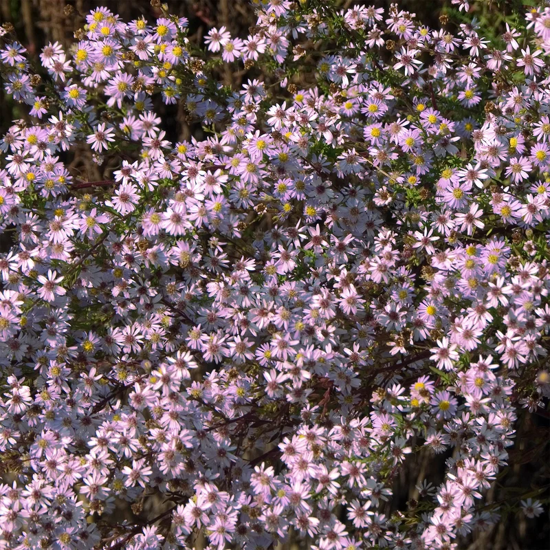 Myrten Aster 'Pink Star'