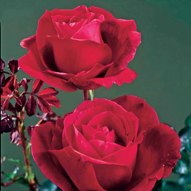 Strauchrose Mr. Lincoln
