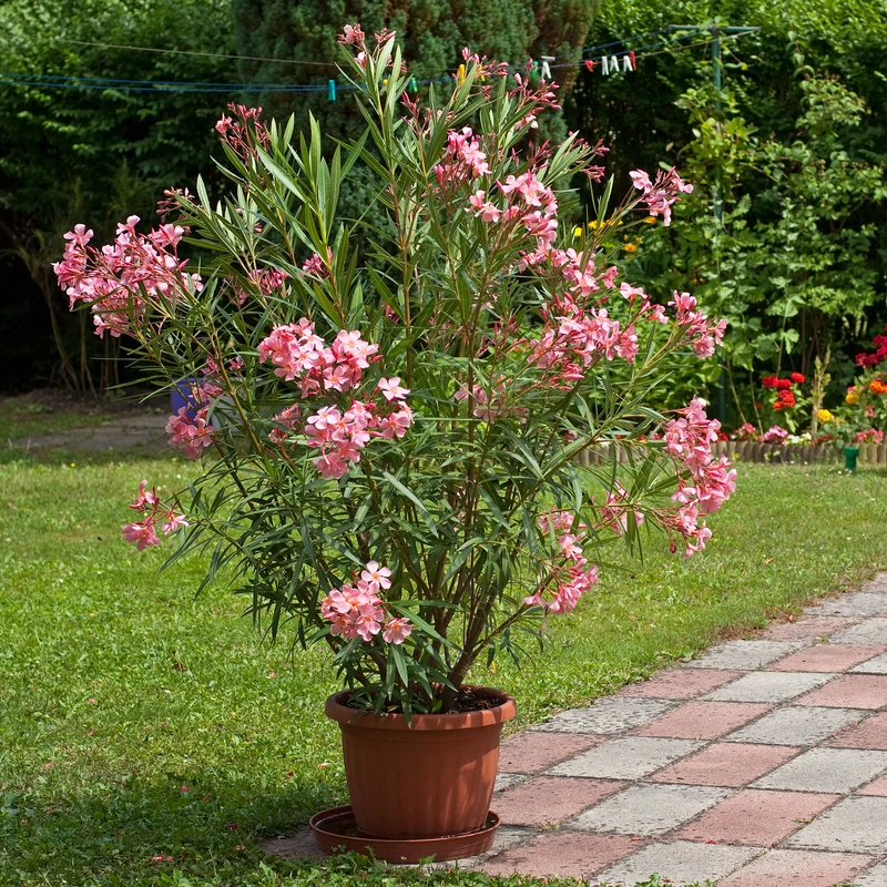 Oleander