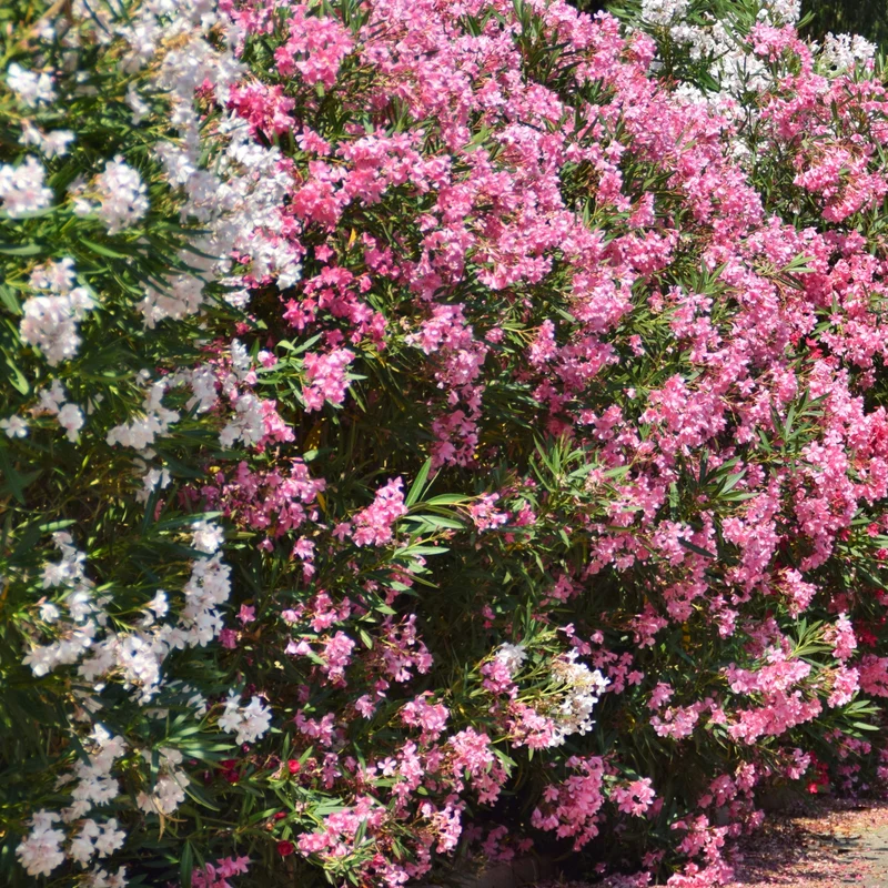 Oleander