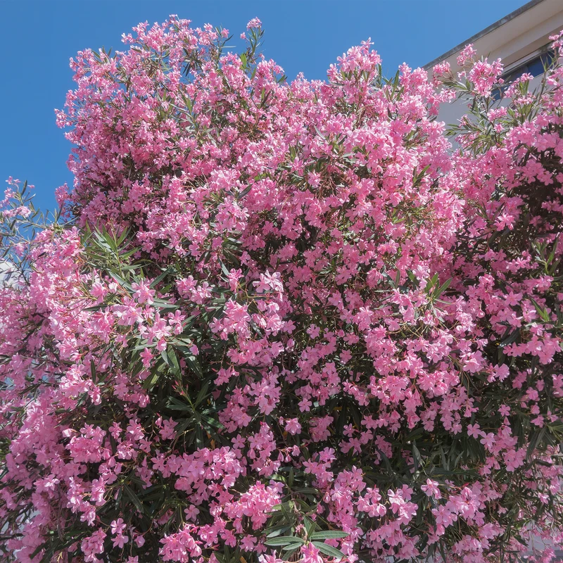 Oleander