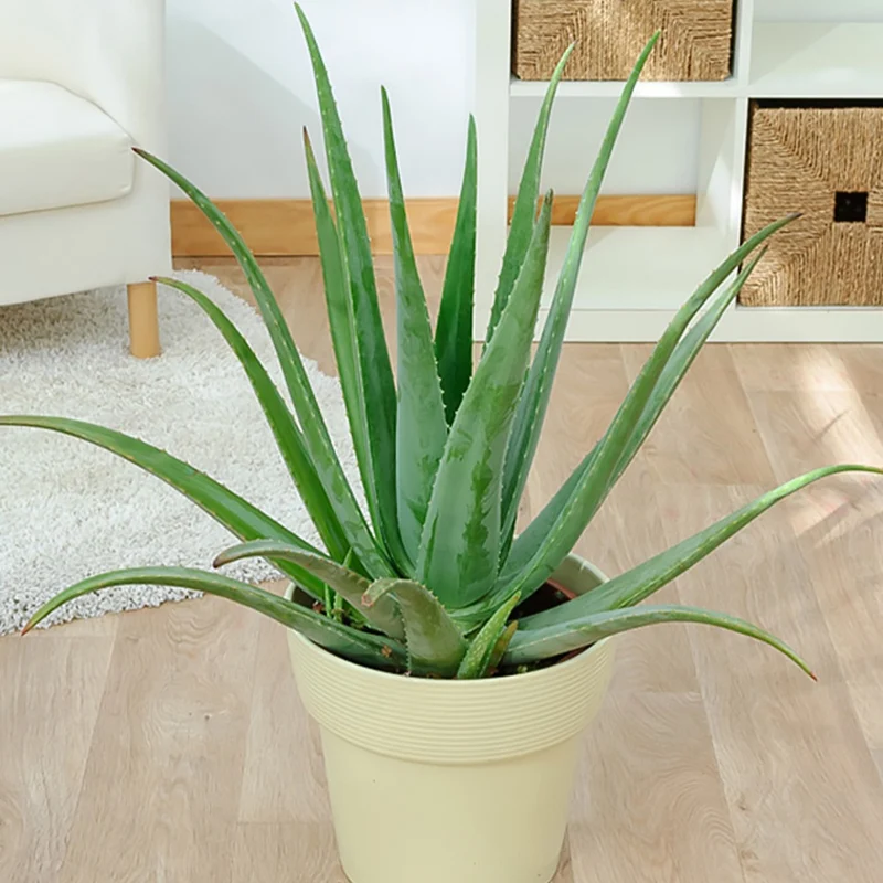 Aloe vera