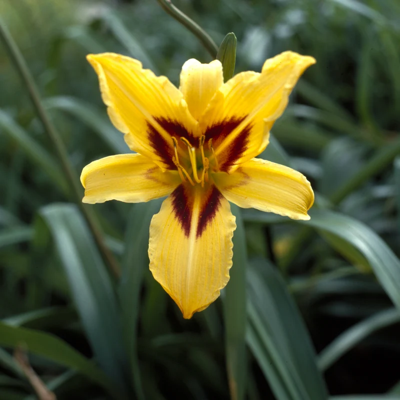 Taglilie ‘Bonanza’