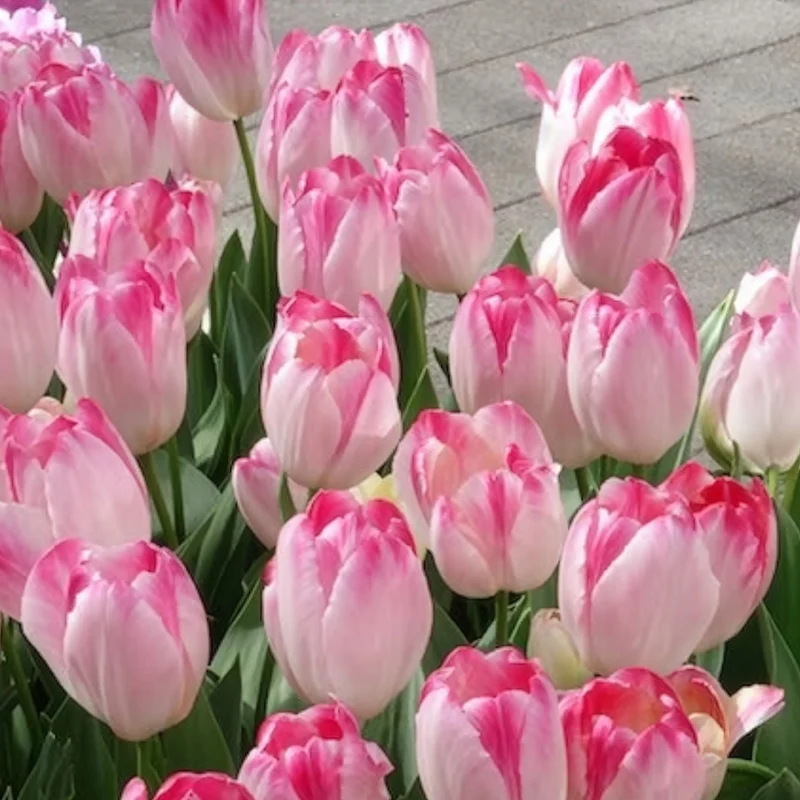 Triumph Tulpe 'Supri Erotic' (x10)