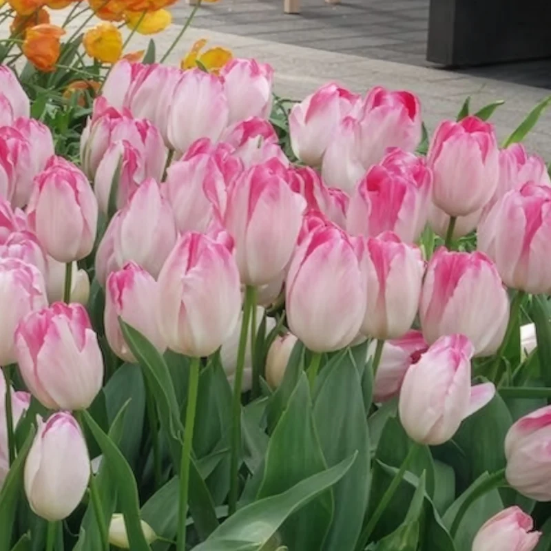 Triumph Tulpe 'Supri Erotic' (x10)