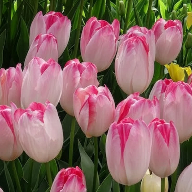 Triumph Tulpe 'Supri Erotic' (x10)
