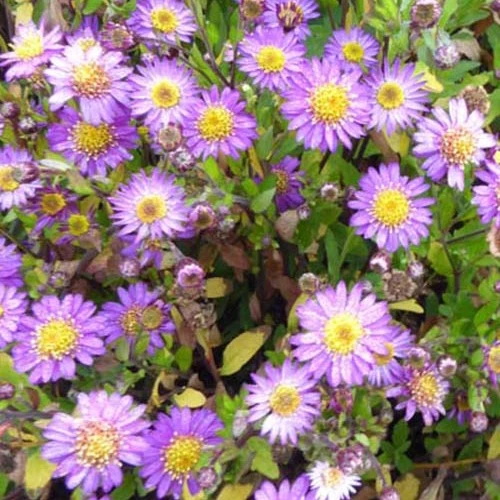 Herbst-Aster ‘Ezo Murazaki’
