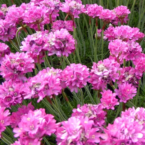 Grasnelke 'Düsseldorfer Stolz'