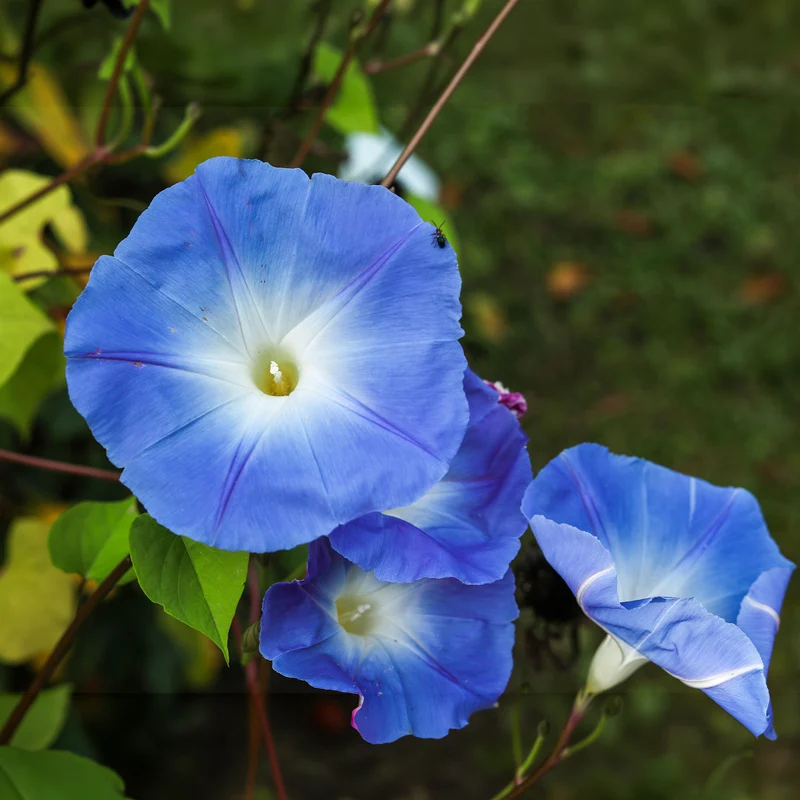 Blaue Prunkwinde Heavenly Blue