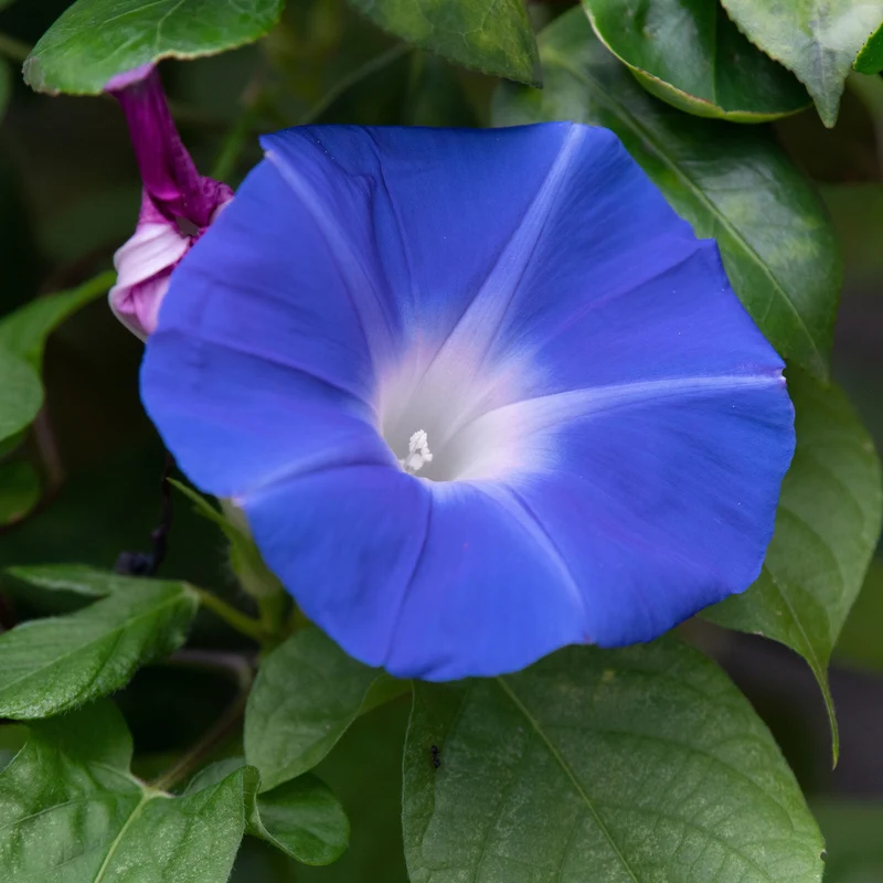 Blaue Prunkwinde Heavenly Blue