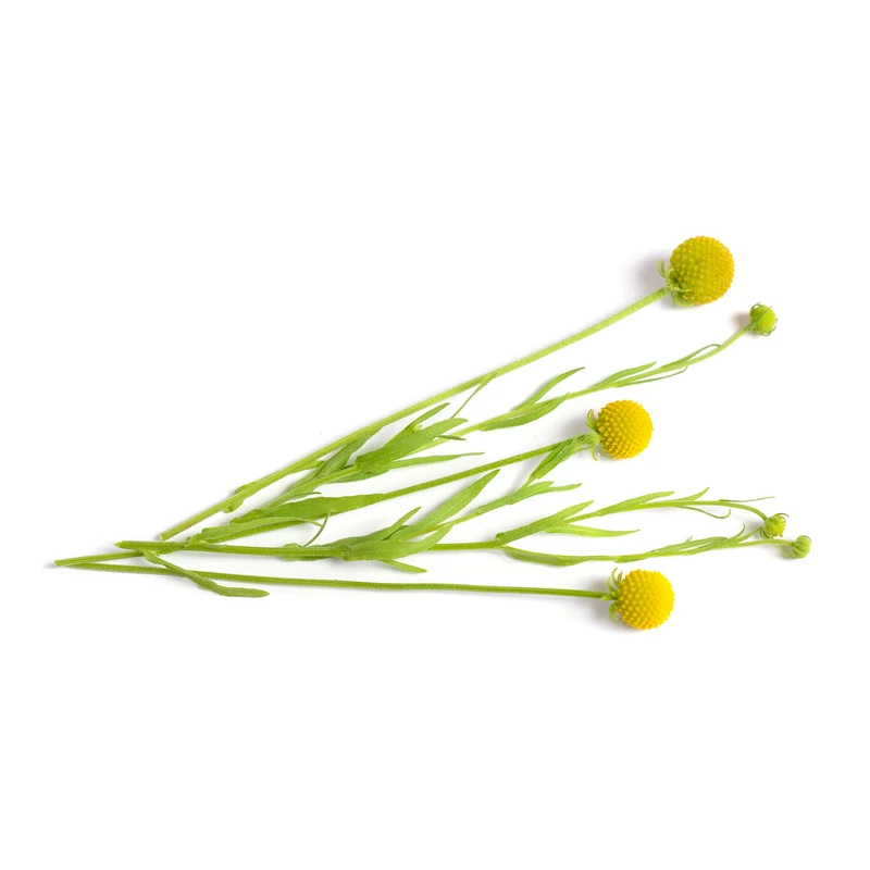 Ananasblume