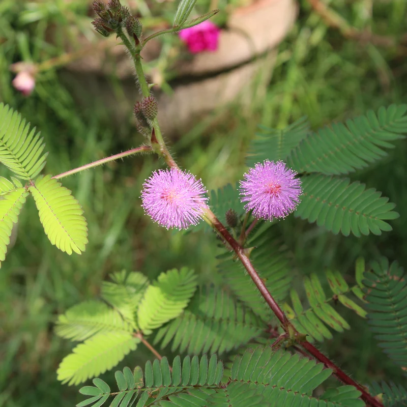 Mimose pudica (Sinnpflanze)