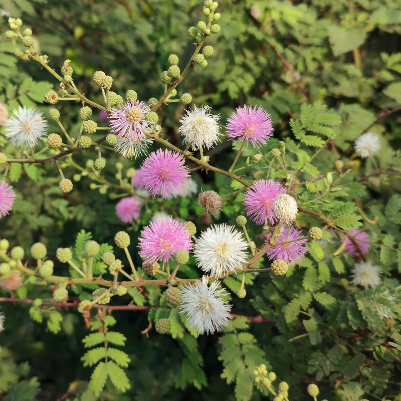 Mimose pudica (Sinnpflanze)