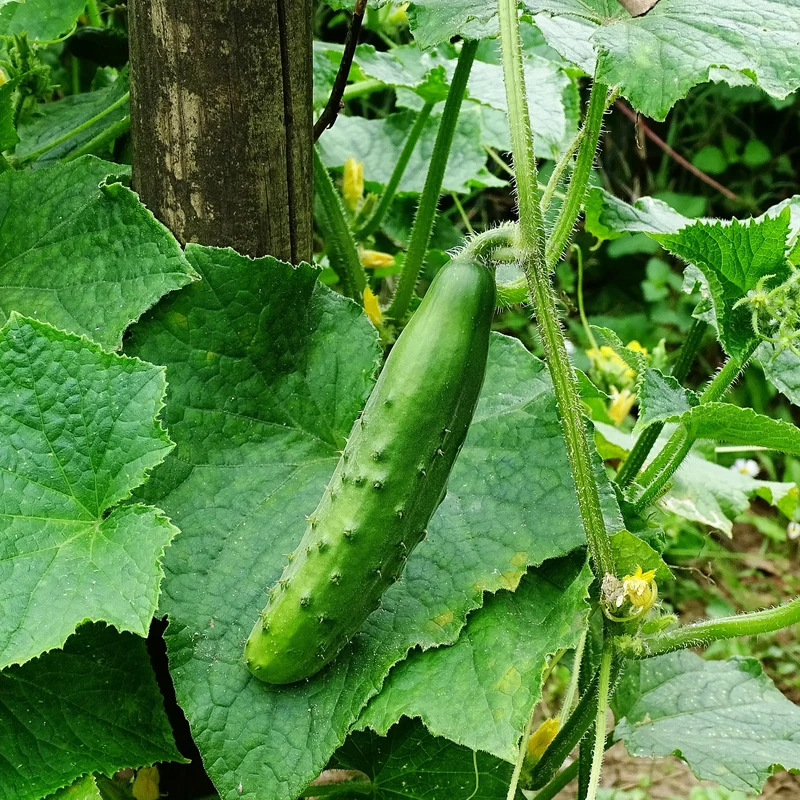 Gurke ‘Raider’ F1 Pflanzen (x3)