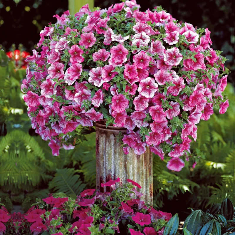 Petunien-Sammlung: rot, rosa, gelb (x9)
