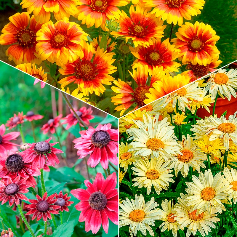 Bunte Margeriten-Kollektion (x6)