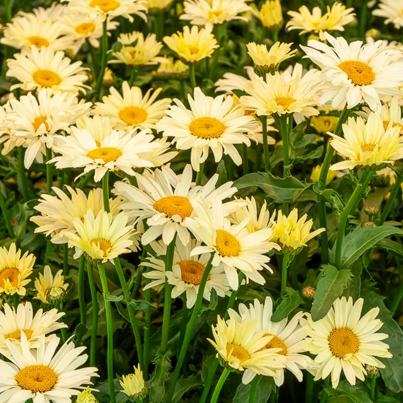 Bunte Margeriten-Kollektion (x6)