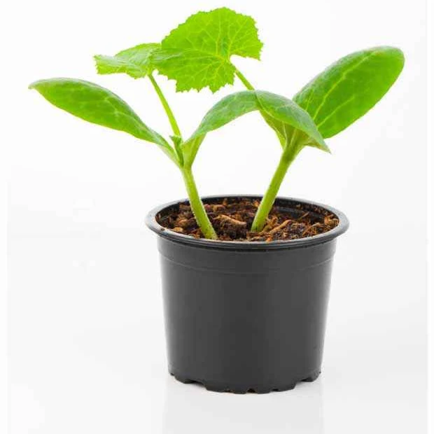Gelbe Zucchini Sunlight F1 Pflanzen