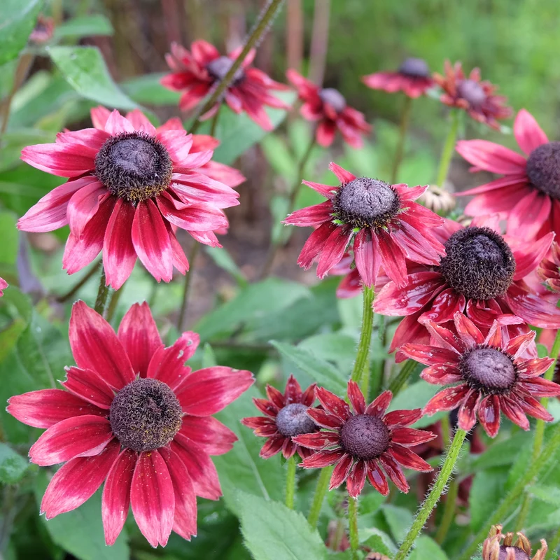 Sonnenhut Cherry Brandy (x2)