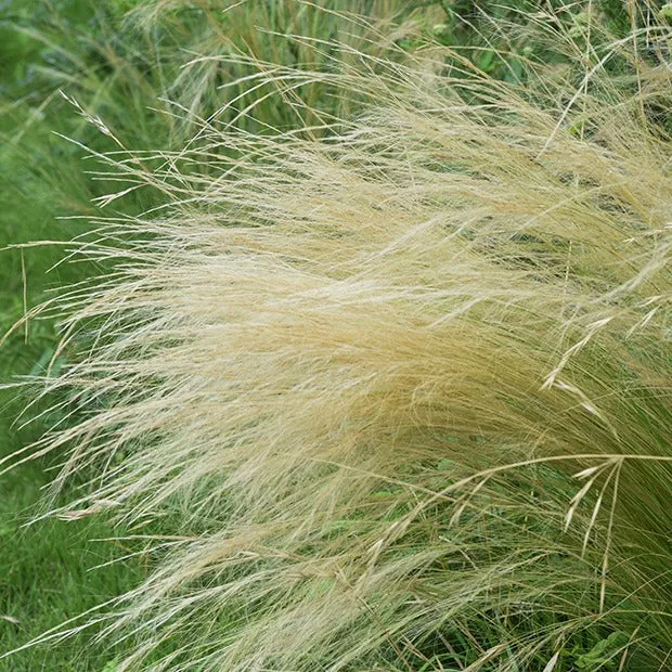 Federgras