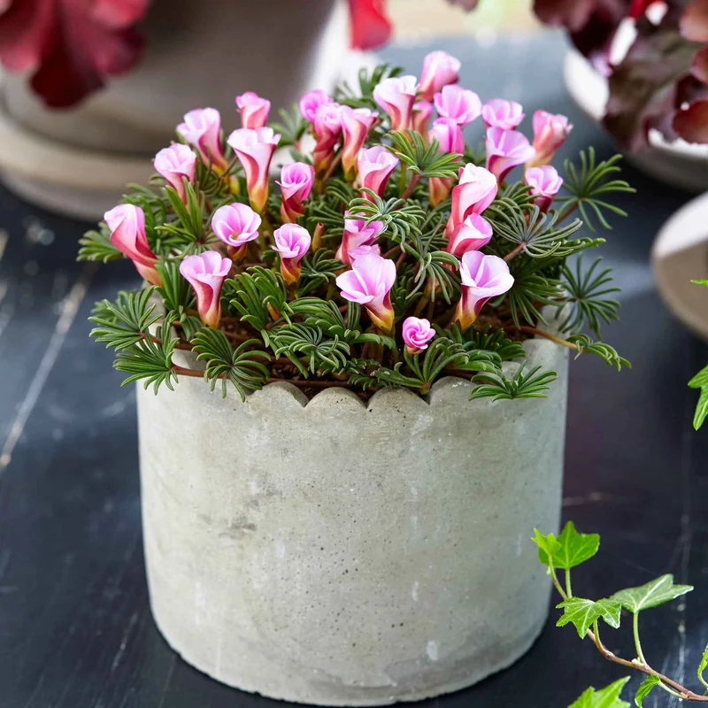 Sauerklee 'Autumn Pink' (x5)
