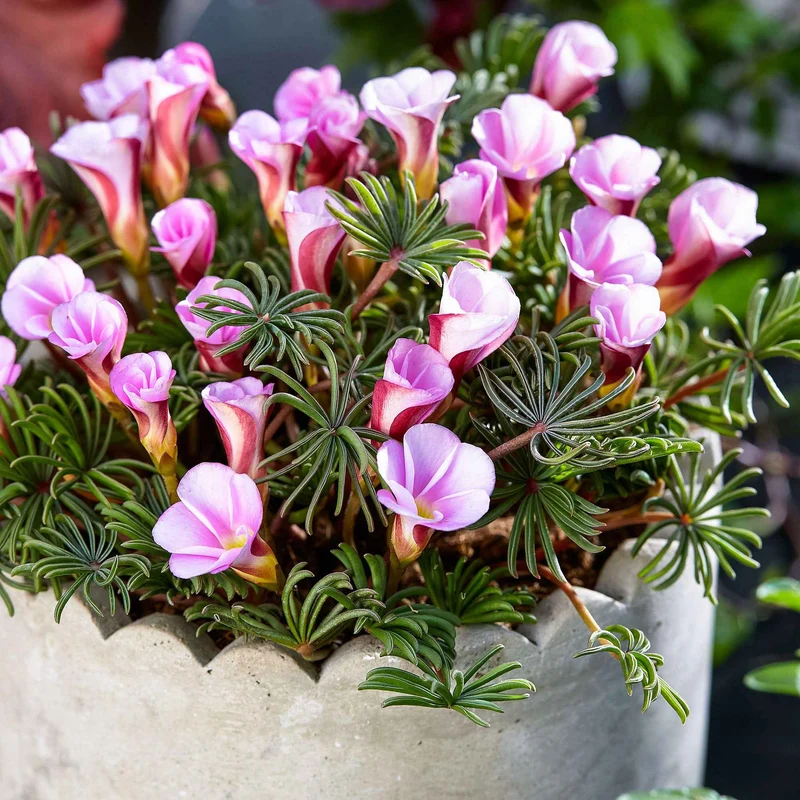 Sauerklee 'Autumn Pink' (x5)