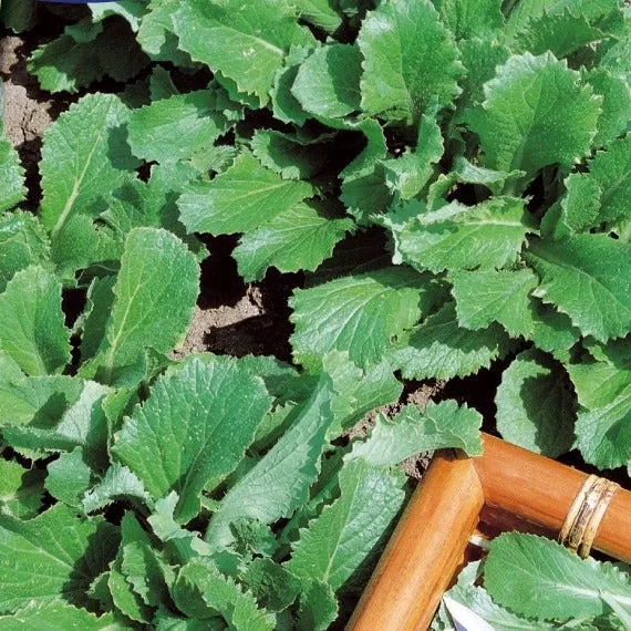 Herbstrübe grün