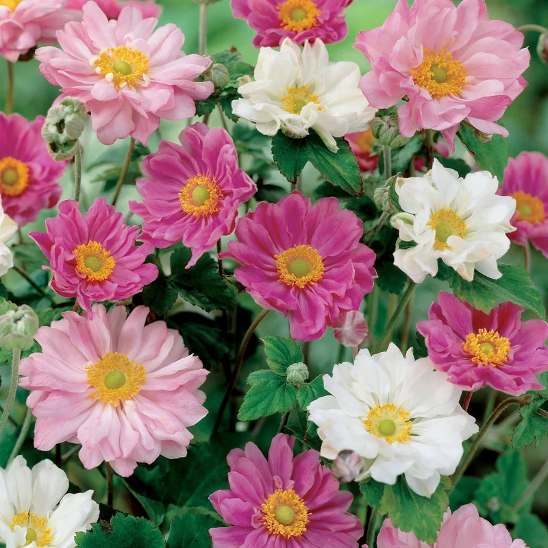 Japan-Anemonen gefüllt (x2)