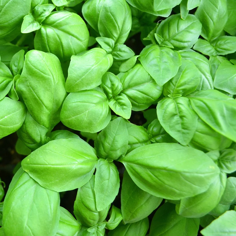 Basilikum ‘Grand Vert’ Pflanze