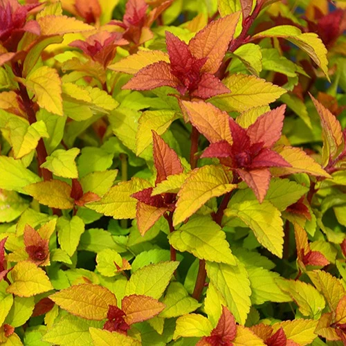 Sommerspiere Merlo® Star