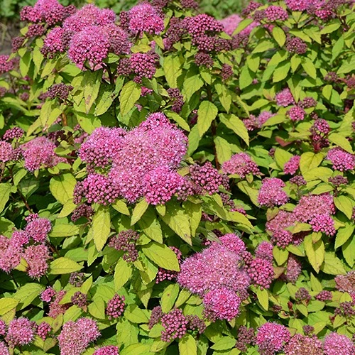 Sommerspiere Merlo® Star