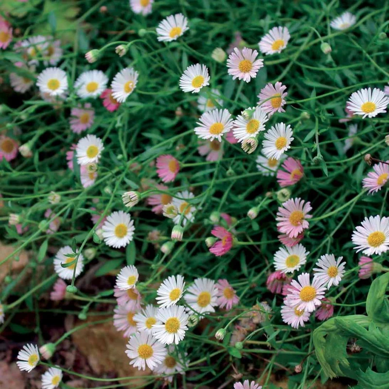 Spanisches Gänseblümchen