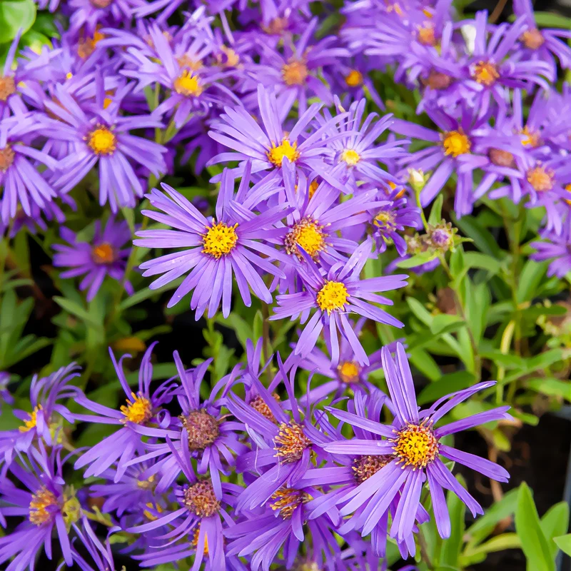 Sommer-Aster 'Veilchenkönigin'