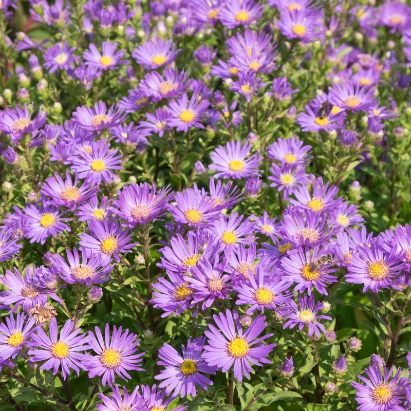 Sommer-Aster 'Veilchenkönigin'