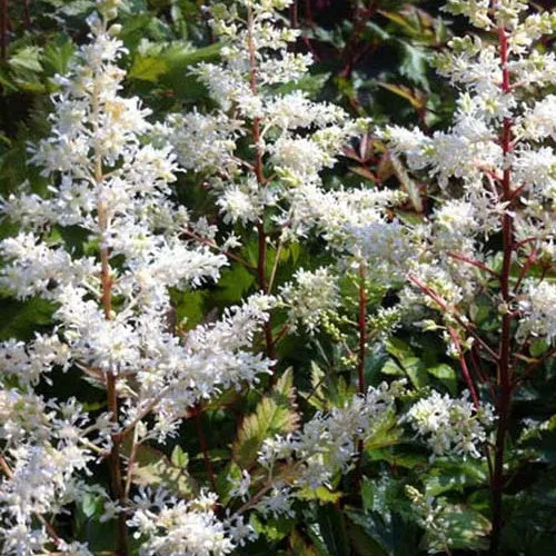 Rock and Roll Hybrid Astilbe