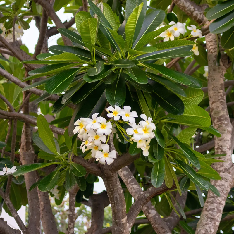 Frangipani