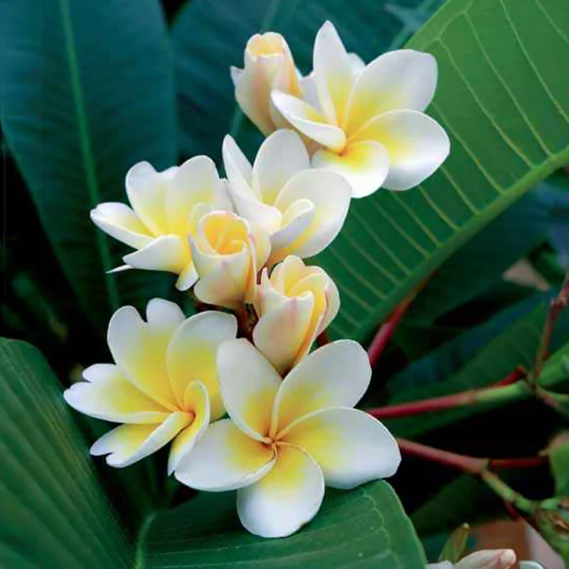 Frangipani